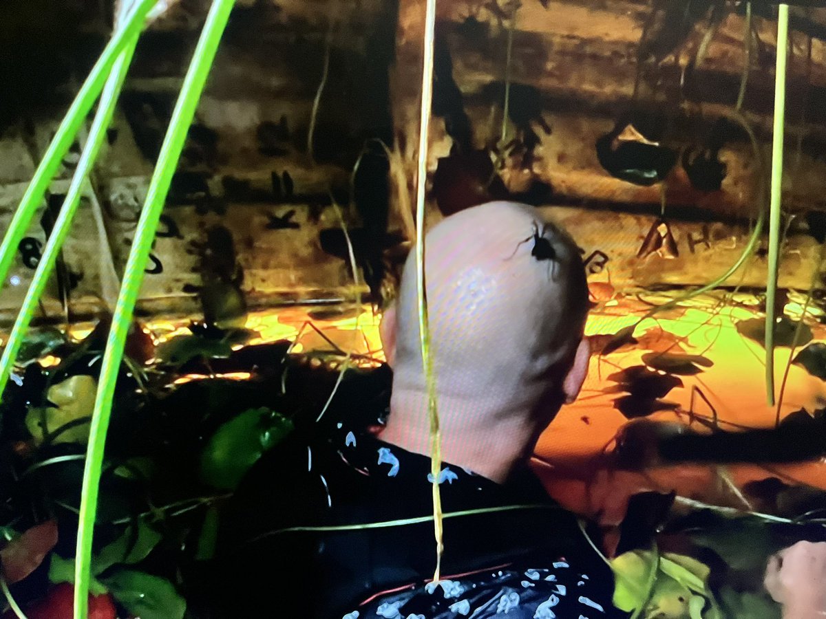 miketindall13's tweet photo. 🐛🕷 Mike’s been in some pretty successful teams in his life, but they’ve never had to win challenges like this for food! Top work @Sue_Cleaver @_OwenWarner ⭐️ ⭐️ ⭐️ #ImACeleb #TindsDownUnder https://t.co/2b0iyG1FlI
