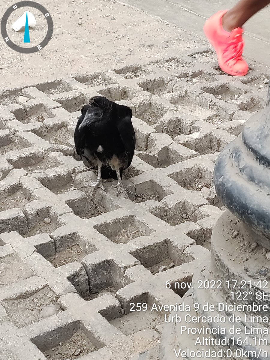 MARCOSPINOZASAL's tweet image. Buenas tardes, haber si apoyamos a esta ave silvestre que está entre la Av. Garcilaso y Av. Colón (Centro de Lima)