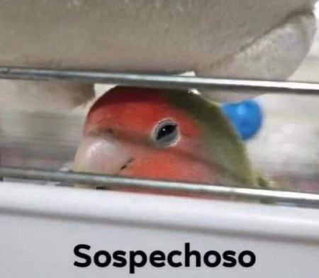 Flantasma1's tweet photo. Cuando todo va bien en mi vida por más de tres días seguidos https://t.co/XDfNGfwpr0