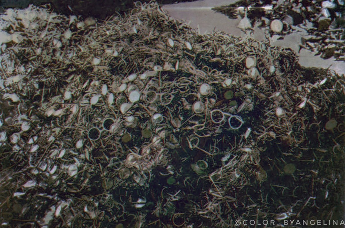 Angelina_retro's tweet image. Eyeglasses of victims from Auschwitz. 1945 😢 (my colorization)

#ww2 #colorized #history