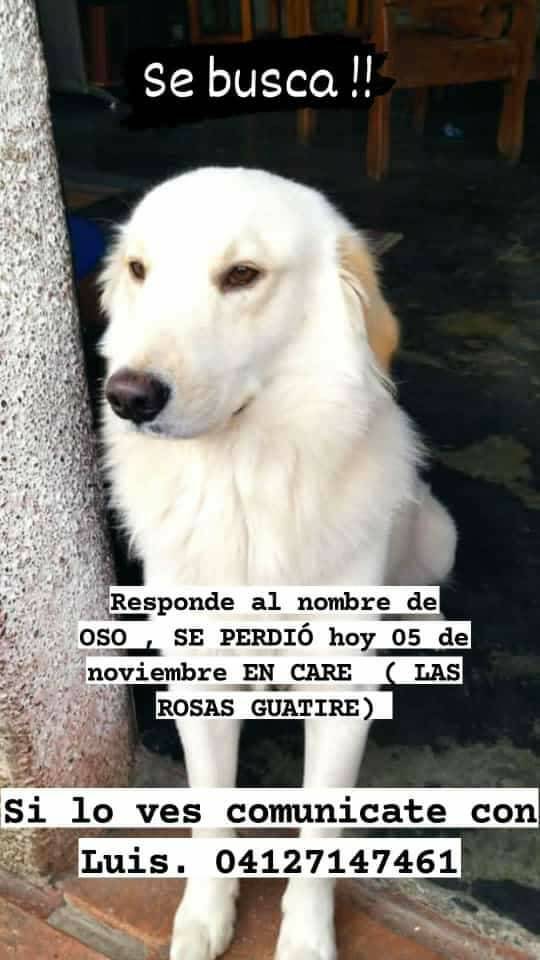 Su familia busca a Oso, GUATIRE. Si lo ves dale resguardo y avisa al número publicado