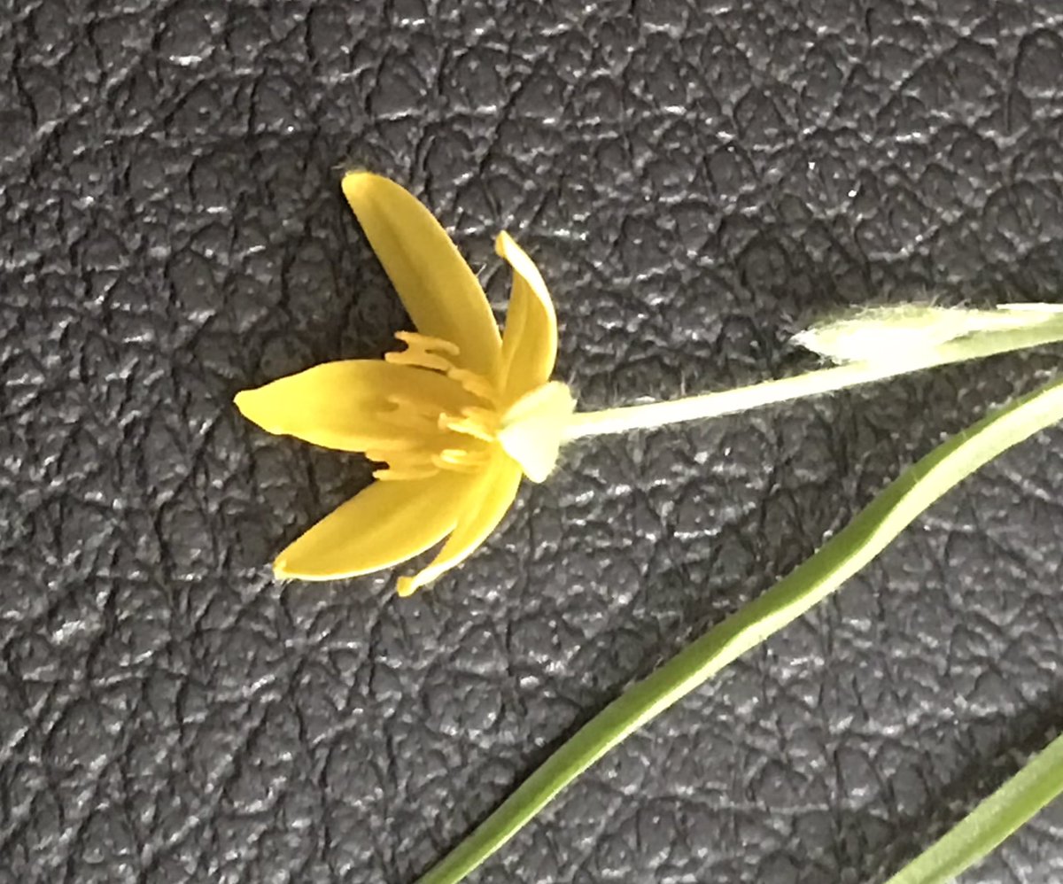 HelenRobertson4's tweet photo. Anyone have any idea what this is. Native or introduced? coastal Central Queensland. Artline pen for scale. #localplants #botany https://t.co/bzyPZ7Whca