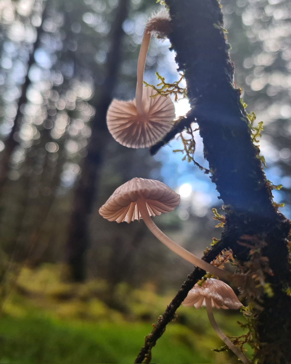 Sharna🍃 tweet media