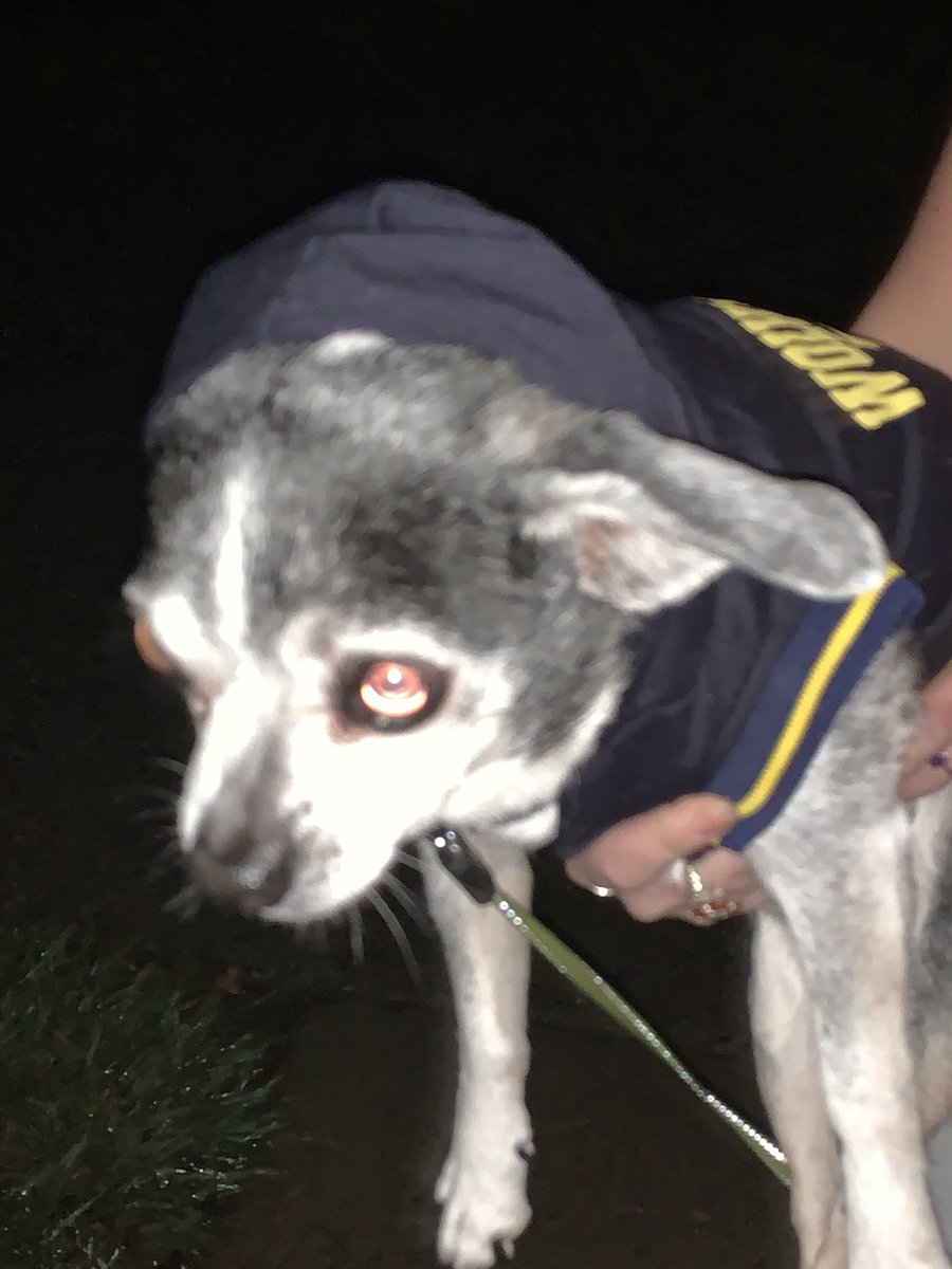 SherriAvery110's tweet image. My 16 yo chihuahua, Bemo, who loves The Wolverines! #GoBlue #WolverinesHomeScreen