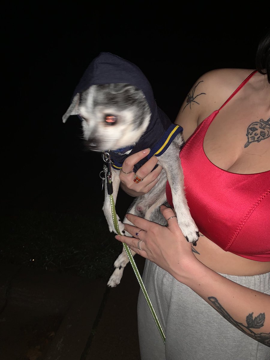 SherriAvery110's tweet image. My 16 yo chihuahua, Bemo, who loves The Wolverines! #GoBlue #WolverinesHomeScreen