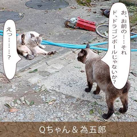 猫パンチｔｖ ｇｏｌｄ Nekopunch Tv Twitter