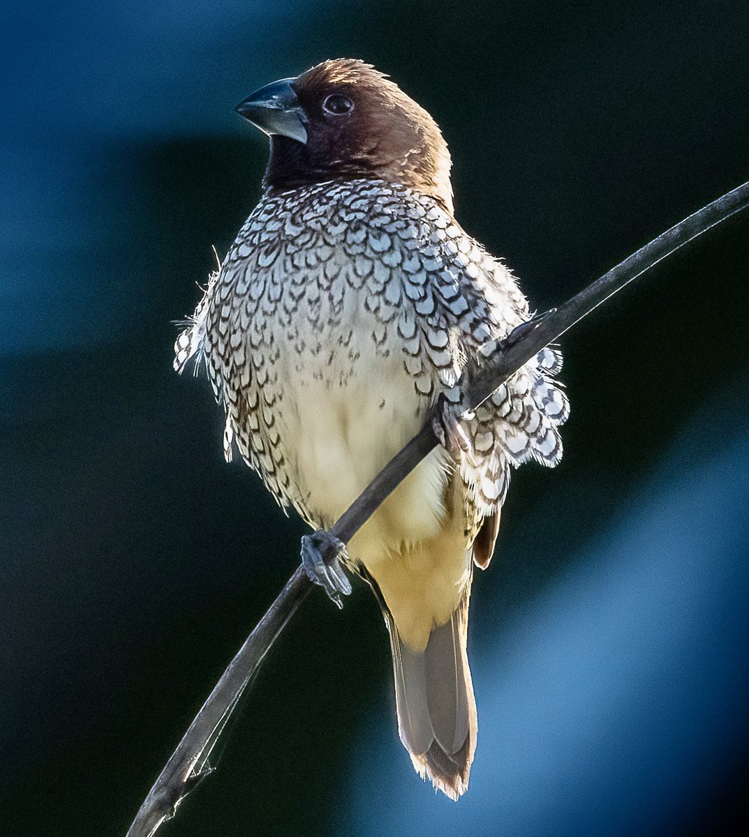 First Scaly-breasted Munia I have seen in the garden. This species was introduced into the wild through caged birds escaping. Munias are  originally from Asia, and now well-established in coastal California and a few other places.