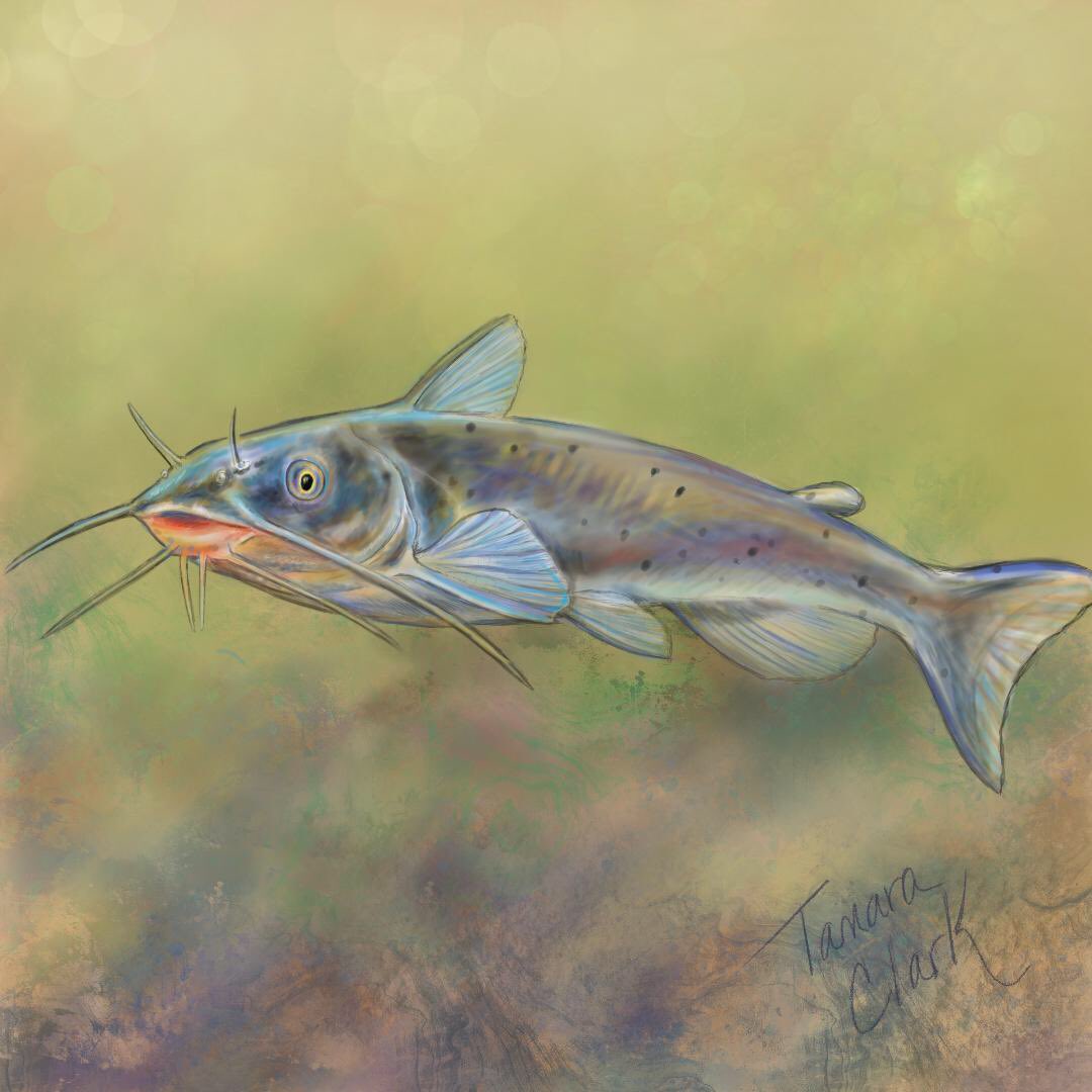 tamaraclark_art's tweet photo. Yaqui catfish for #SundayFishSketch moustached fish theme for #Movember. Endemic to parts of Arizona and Mexico, this living fossil evolved 2 million years ago but is now threatened with extinction. #sciart #endangeredspecies #conservation #desertfish https://t.co/ADzkE8pgx4