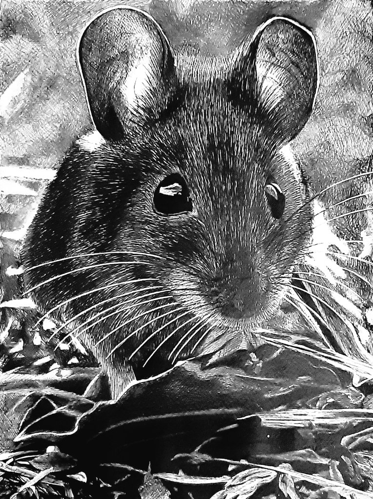 GdEstellus's tweet photo. Little thing

Technique mixte sur papier

Petit bout de chou de : _louanne._ (pseudo Instagram)

#art #artist #artwork #blackandwhite #drawing #draw #dessin #animauxdecompagnie #animals #animaux #nac #pet #pencildrawing #mouse #souris #rongeur https://t.co/gfatVXja8l