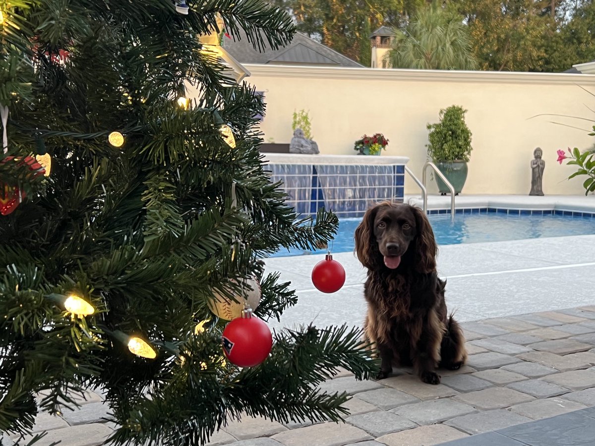 mpope081's tweet photo. Yes, is Christmas in Dixie #LBD #BoykinSpaniel #SCStateDog https://t.co/L6Lp53Ms6Q