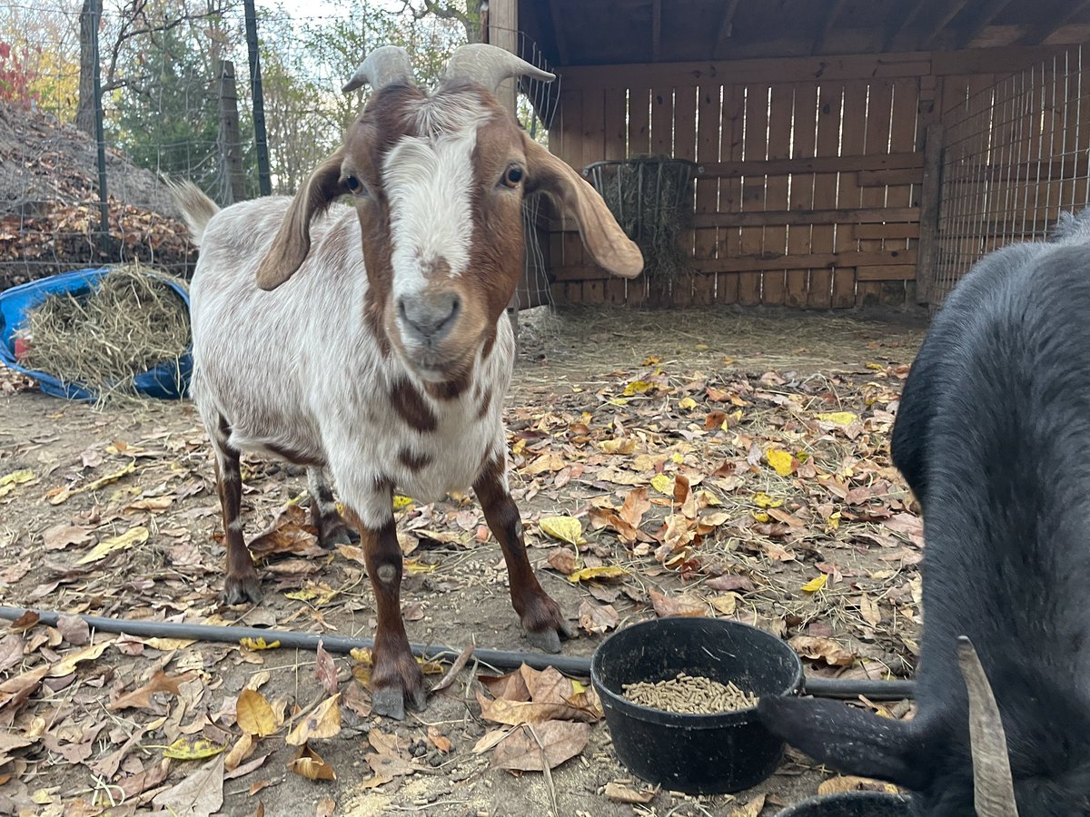 Another busy weekend.  These two girls were rescued from a goat breeding mill.  They will now spend their lives with us and the rest of our goat herd.
