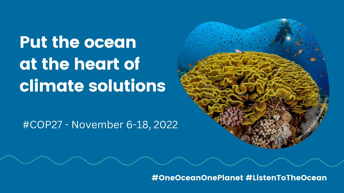 📢#COP27 has begun and the science is clear – the best thing we can do to protect the ocean and ocean life is to act on #climate. 🌏It’s time for world leaders to #ListenToTheOcean ❗️💙 #OceanClimate #OceanAction #OneOceanOnePlanet