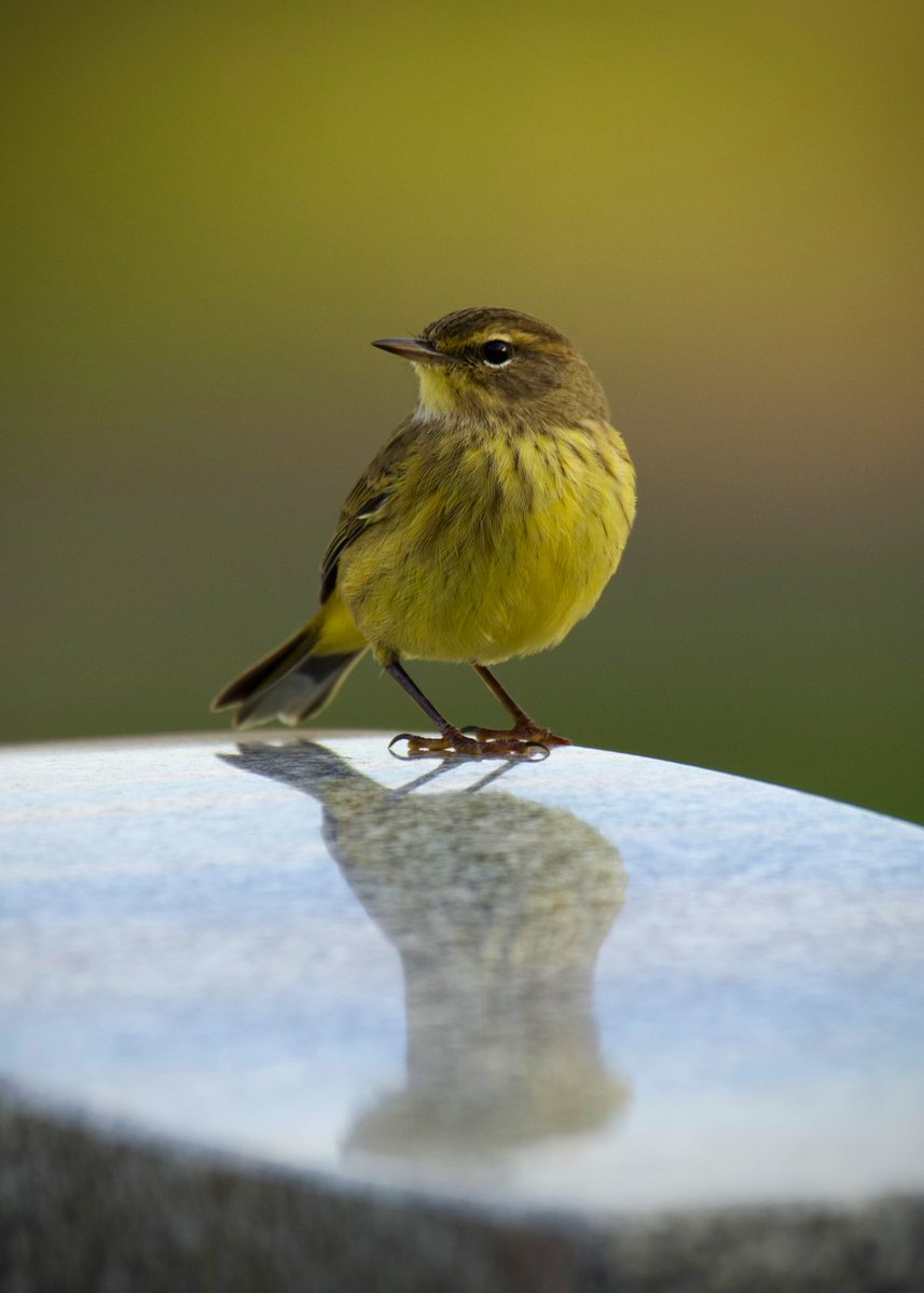 #PalmWarbler reflecting off the stone @GreenWoodHF