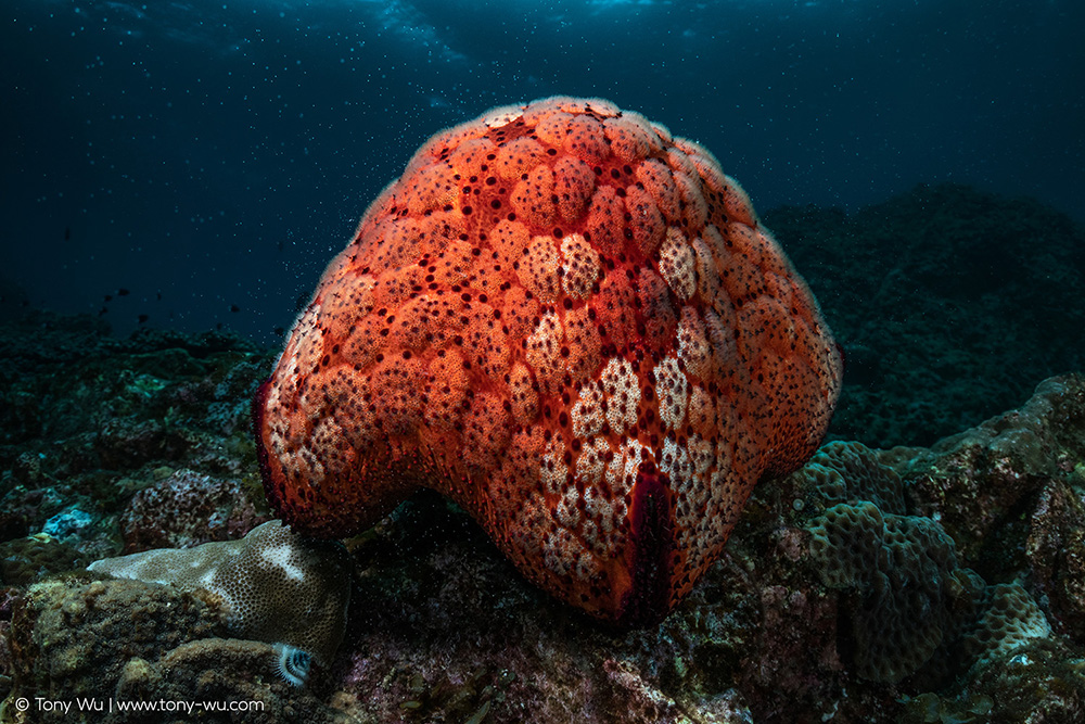tonywu's tweet photo. An unexpected encounter with a spawning cushion star: https://t.co/CerX4YlKIF https://t.co/etoFmfMDQK