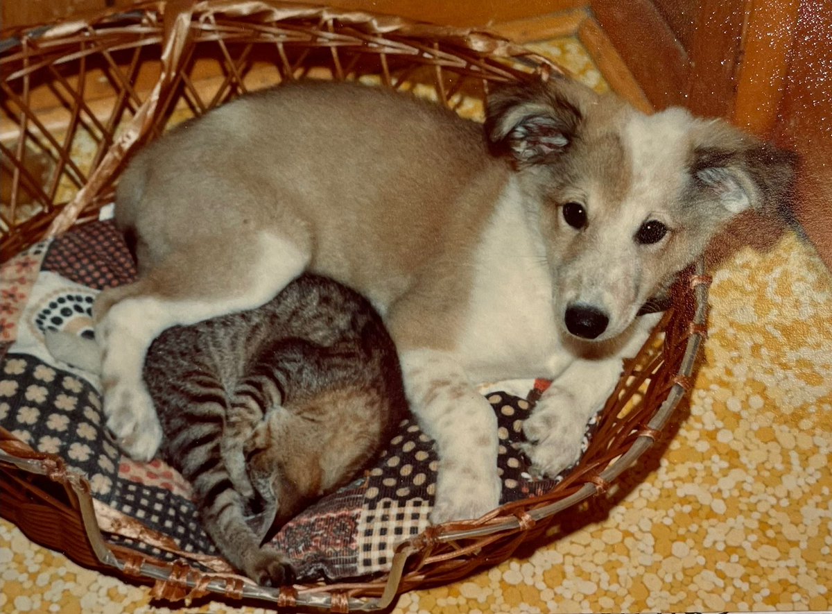 NoleyReid's tweet photo. I found him!!!
The original #OrigamiDog.
Origami Dodg’em, my very first dog.
We rescued him from a weird goat carnival in the Blue Ridge Mountains when we’d first moved to Blacksburg. I wanted the girl pup with the spit around her eye, but he ended up hiding behind me in the https://t.co/OPu7Q3jNT1
