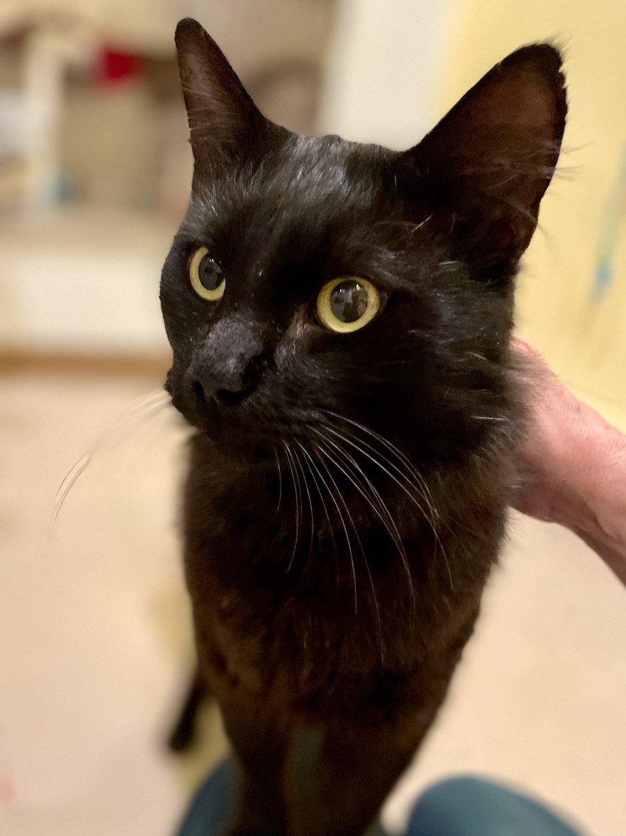 RappCats tweet media