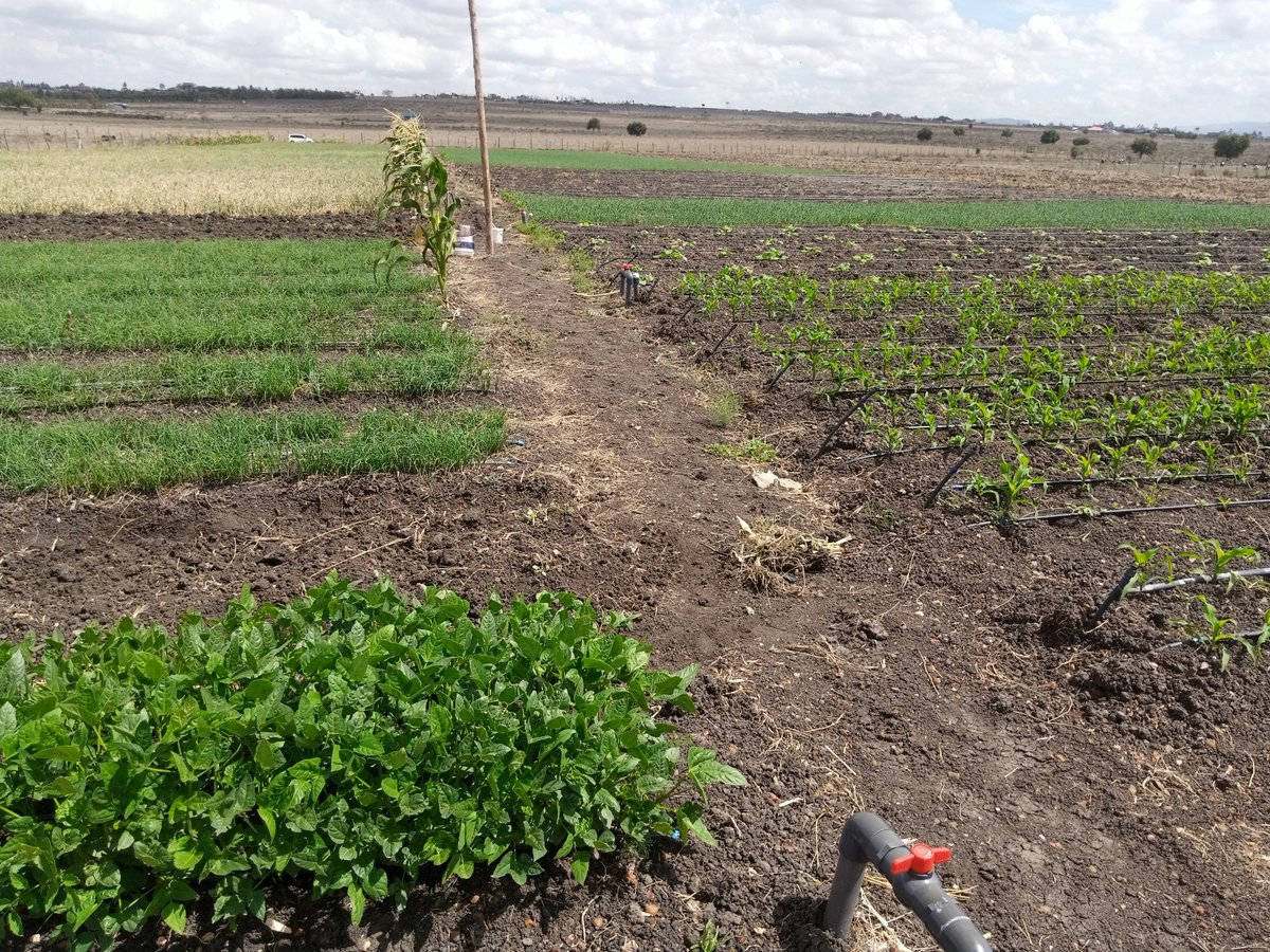 rickykibet1's tweet photo. See how it started April 2022. And now November 2022 .👇
#foodsecurityprogram
If you interested in drip irrigation don't hesitate to reach out 0716023161. https://t.co/2sxpUrhnfS