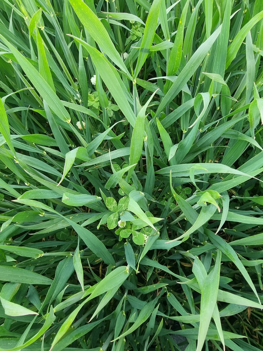 Cwhiteside233's tweet photo. Companion cropping update. Triticale/clover vs traditional. same N applied at same timings to date. Recommendation from N tester for trit/clover 20 units less than traditional. Not sure how much it adds.... less deseas and more weeds at this point.... Yield will be interesting https://t.co/TampV5O5Ov