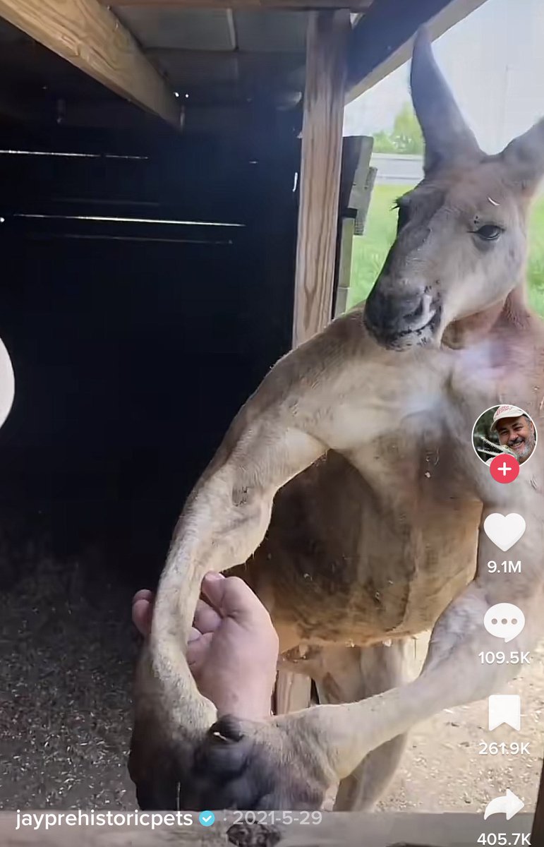 jennygeraci_'s tweet photo. Did I somehow end down a kangaroo Tik Tok black hole? Maybe. But like ???????? https://t.co/SzWPTJI8v3