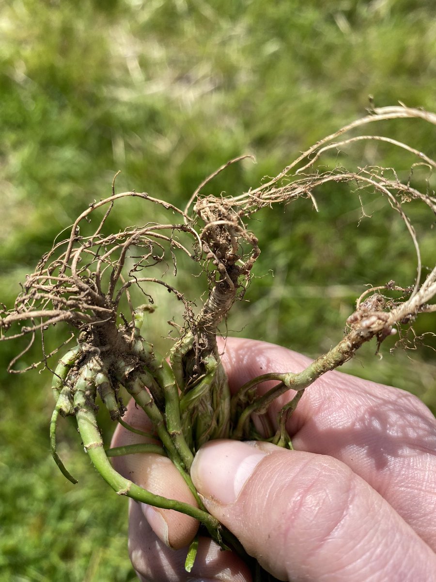 Millie_Moore22's tweet photo. #rhizobia nodules on #subclover & #medic plants π± interesting to see how increased nodulation relates to increased #biomass above ground πͺ https://t.co/imnHdbEnf4