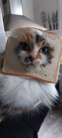 Nora - Full Time Pathetic Man Simp (@ushishimada) on Twitter photo <a href="/ShowYourCat/">Memes to Show Your Cat</a> What condiment would you put on this pure bread cat? I'm kinda curious <a href="/ShowYourCat/">Memes to Show Your Cat</a> What condiment would you put on this pure bread cat? I'm kinda curious