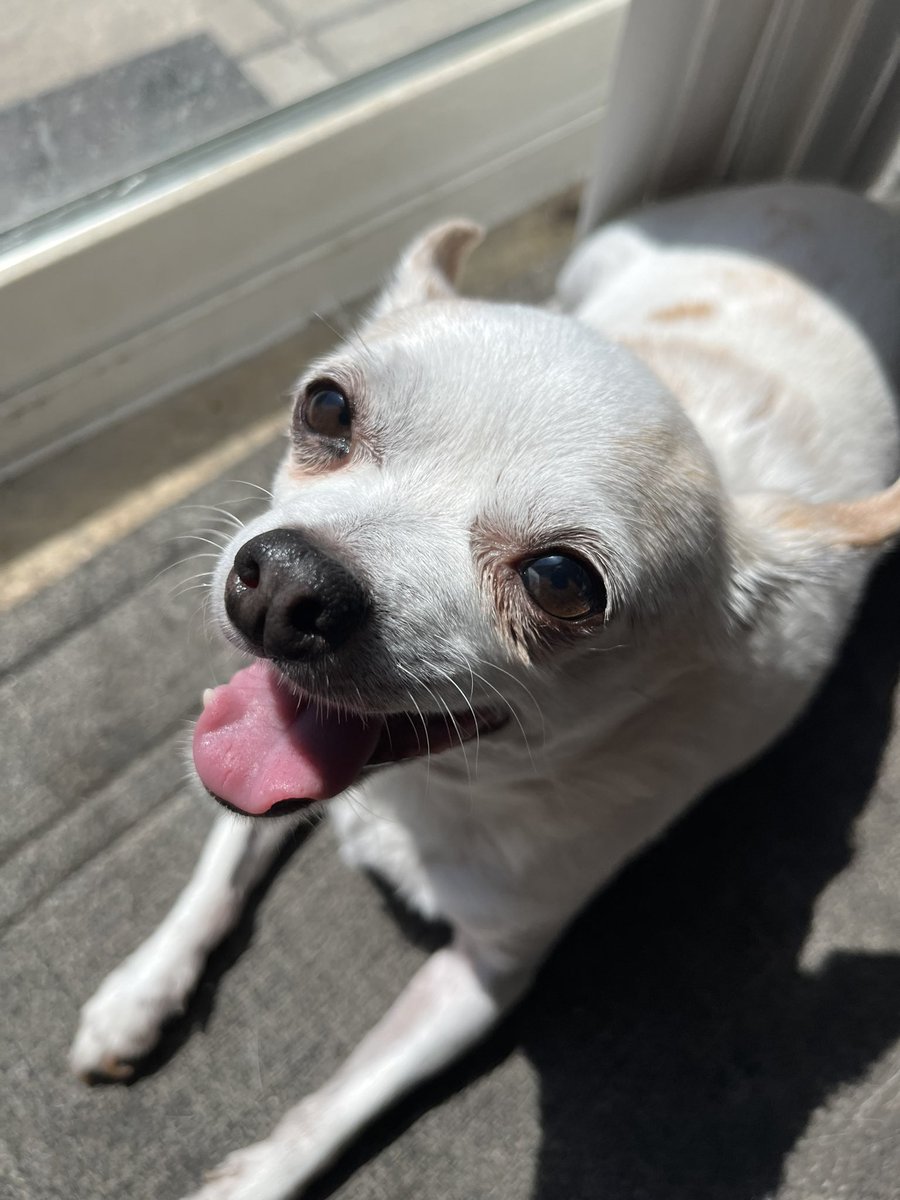 Stellarate's tweet photo. @imkillinyou Here’s a very happy puppy to help brighten your day, I hope you feel better Tboi! https://t.co/xAb0MShFup