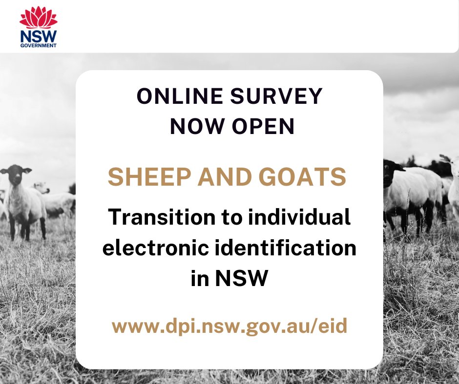 nswagriculture's tweet image. 🐑 Have your say 🐐

The NSW Sheep and Goat eID Reference Group are keen to hear your thoughts on NSW&apos;s transition to mandatory individual electronic identification (or eID&apos;s) for sheep and goats. 

Complete our online survey at dpi.nsw.gov.au/eid-survey