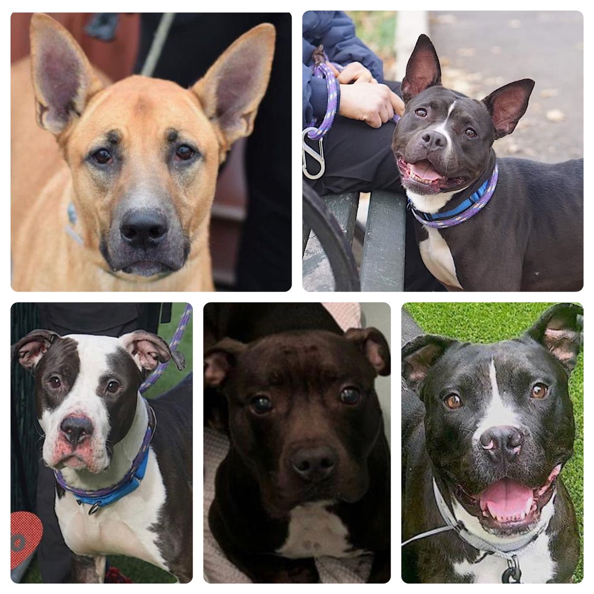 TomJumboGrumbo's tweet photo. The good news is we only have 14 dogs on NYCACC’s list for Tuesday, with NO new additions. PLUS Ace, Burrito, Bunny, Rocco and Bishop are in desperate need with Orders to Kill. Please RT/share, pledge where you can, and reply with interest for assistance. Let’s get them saved! https://t.co/CSjEVryqRy
