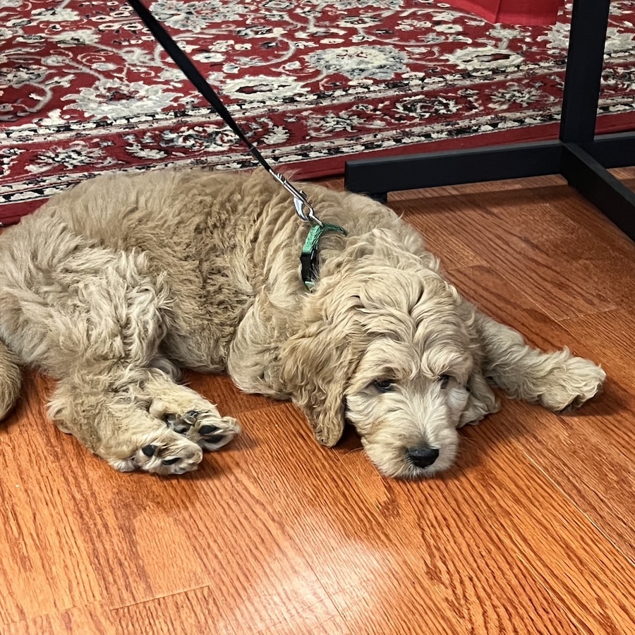 Thank you for visiting us, lil Levon!

#DogsInShops #TenOuttaTen #Dogs #CompanionAnimal #DogsShopping #SeekJoy #TravelingDogs