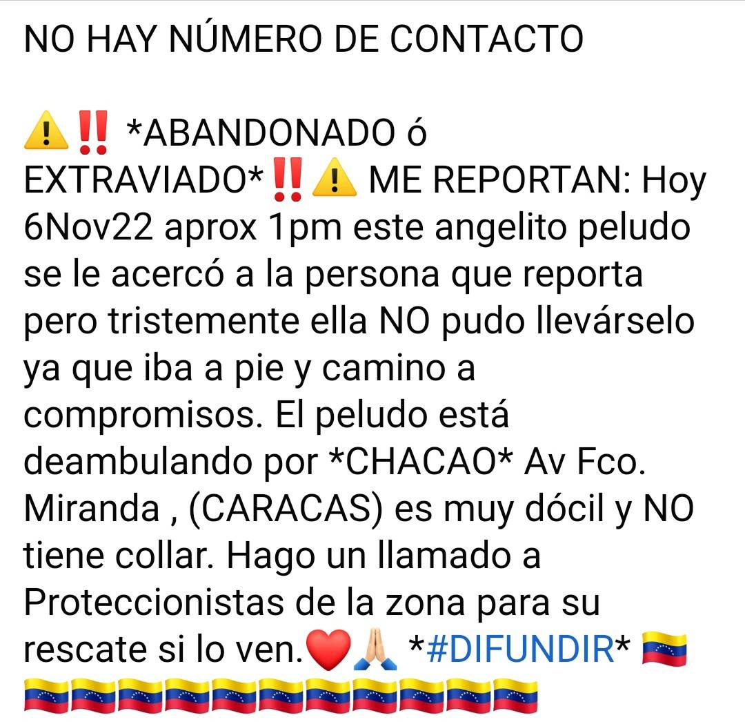 PerroUsuario's tweet photo. Puede estar #EXTRAVIADO o Abandonado Chacao https://t.co/sZgwwt0bk4