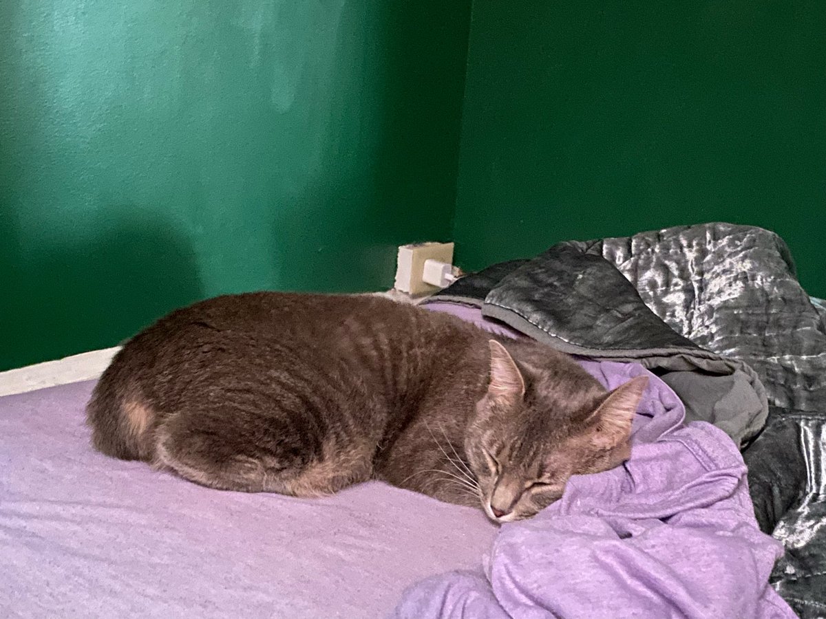 when the beast finally rests #CatsOfTwitter #clem #clementine #catlovers #catlife #FYP #cats