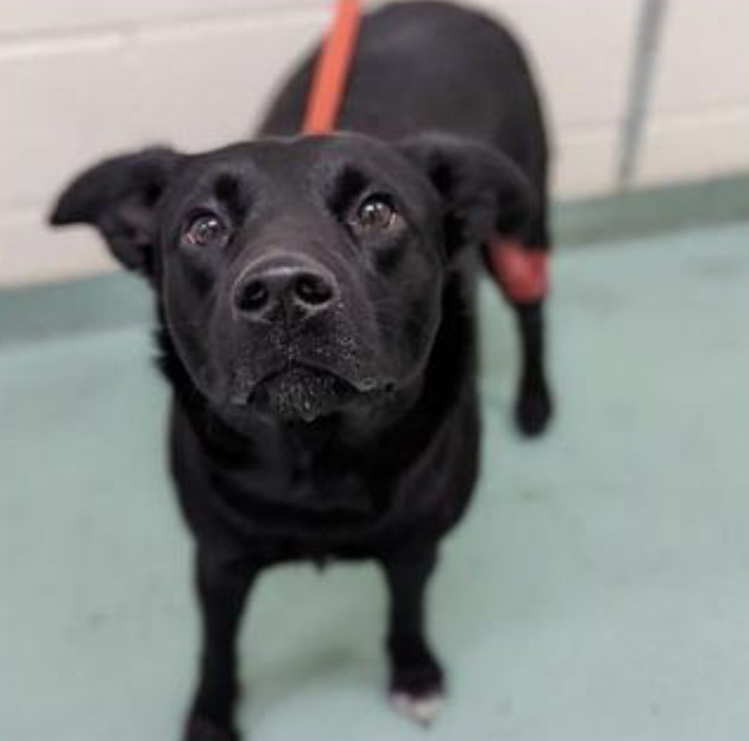 reddogsusie's tweet photo. #TN #MEMPHIS
💥FINAL PLEA💥Chloe 2yo LIMPING/WOUNDS &amp; HAIRLOSS Poor Chloe is part of a cruelty investigation. Now on the urgent list🆘MUST EXIT 11/7 TO AVOID EUTH 11/8🆘Pls #RESCUE #PLEDGE #FOSTER #ADOPT #MASA18378 PLS HELP🙏🏻
https://t.co/yTmW6w9AdV https://t.co/u3u0aqMzXU