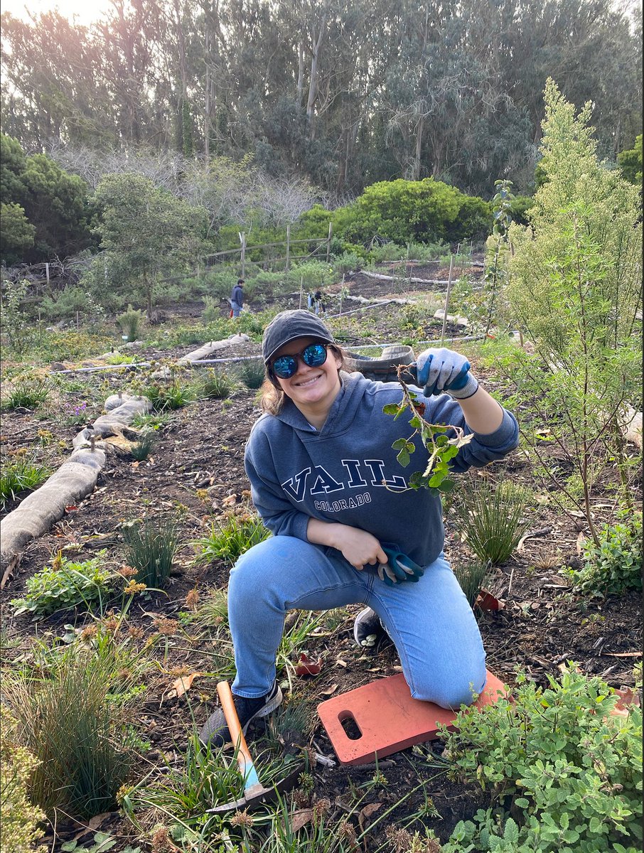 AllyHalliday23's tweet photo. Removing Himalayan blackberry with @presidiosf at the Fort Scott Community Garden this past Friday during their forest stewards event! The Himalayan blackberry is a pesky nonnative species, and are spread throughout the garden https://t.co/go8viDjzE5