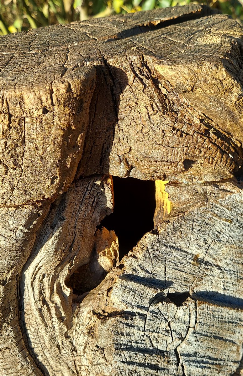 30secondsguy's tweet image. I love the natural entrance of this log and knew it would make an awesome #hollowlogbirdhouse.   Check out my #etsy site and all the pics!  etsy.me/3t4BXnr #quirkybirdhouses #quirkycreations #handcarved #recycledwood