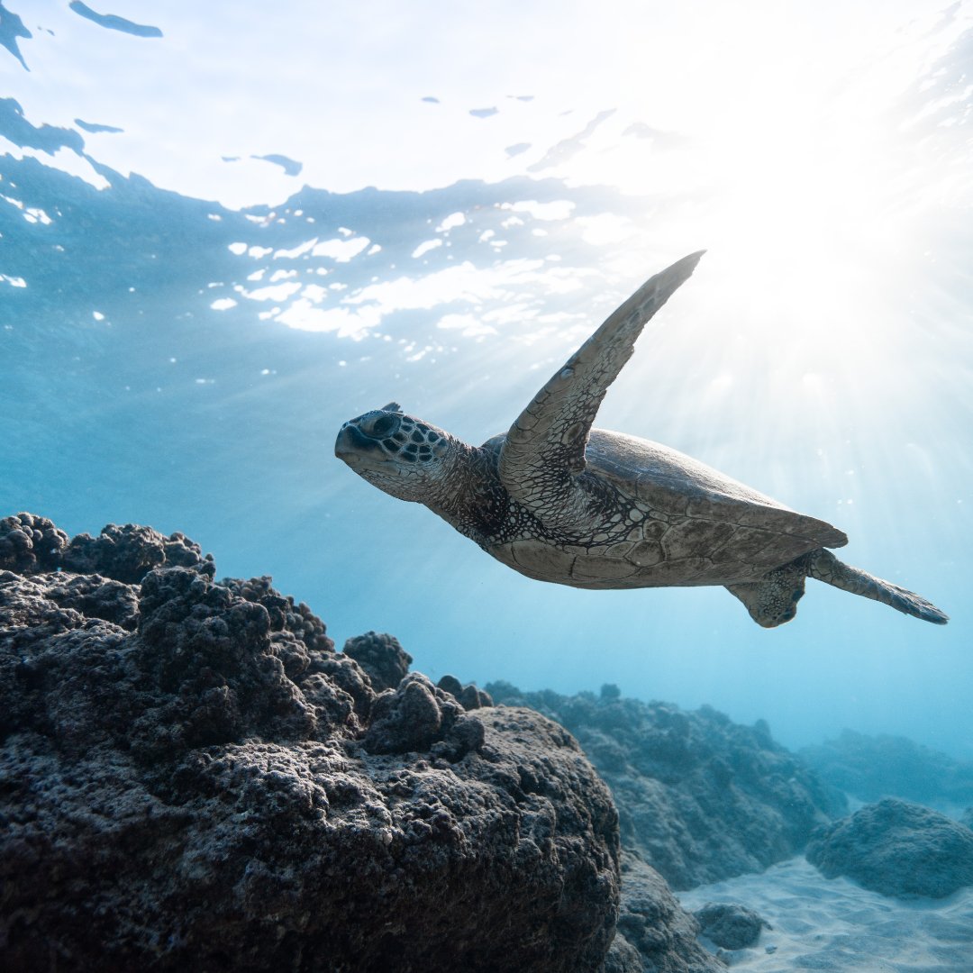 YVWater's tweet photo. 8 million tons of plastic are dumped into our oceans every year. Help to keep plastic out of our waterways and oceans by using a refillable water bottle β»
#YVWater #ChooseTap #ReducePlasticWaste https://t.co/ygLOfNEuS9