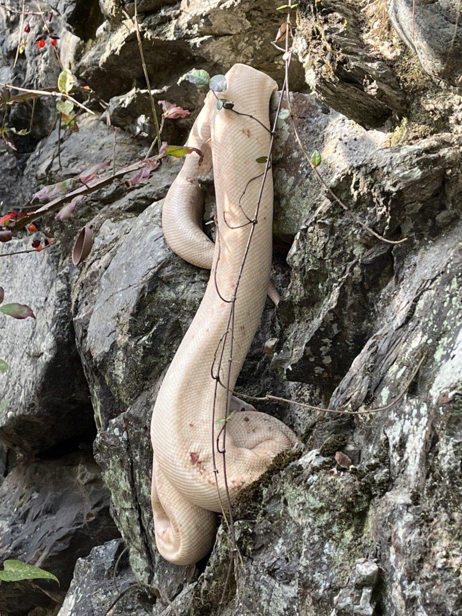 kowase1993's tweet photo. 親戚が京都の嵐山で珍しい蛇を見かけたから写真送ってきたけどコイツって... https://t.co/JmdZk2p9YF