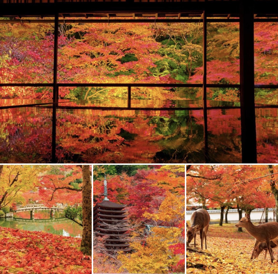 🚶🏻Curtis S. Chin (@curtisschin) on Twitter photo #Japan 🇯🇵🍂🍁 #Kyoto #Nara
Some come for the #cherryblossoms 🌸 but I say, come too for the #autumn leaves.
linkedin.com/posts/japangov… <a href="/JPN_PMO/">PM's Office of Japan</a> <a href="/japansociety/">Japan Society</a> <a href="/freddiethekat/">Fred Katayama</a> <a href="/shurifukunaga/">Shuri Fukunaga</a> <a href="/yurikageyama/">Yuri Kageyama</a> <a href="/yumikoono/">Yumiko Ono</a> <a href="/yokoono/">Yoko Ono</a> #紅葉 #afavoritetimeofyear #autumnleaves #AutumnVibes #Japan 🇯🇵🍂🍁 #Kyoto #Nara
Some come for the #cherryblossoms 🌸 but I say, come too for the #autumn leaves.
linkedin.com/posts/japangov… <a href="/JPN_PMO/">PM's Office of Japan</a> <a href="/japansociety/">Japan Society</a> <a href="/freddiethekat/">Fred Katayama</a> <a href="/shurifukunaga/">Shuri Fukunaga</a> <a href="/yurikageyama/">Yuri Kageyama</a> <a href="/yumikoono/">Yumiko Ono</a> <a href="/yokoono/">Yoko Ono</a> #紅葉 #afavoritetimeofyear #autumnleaves #AutumnVibes