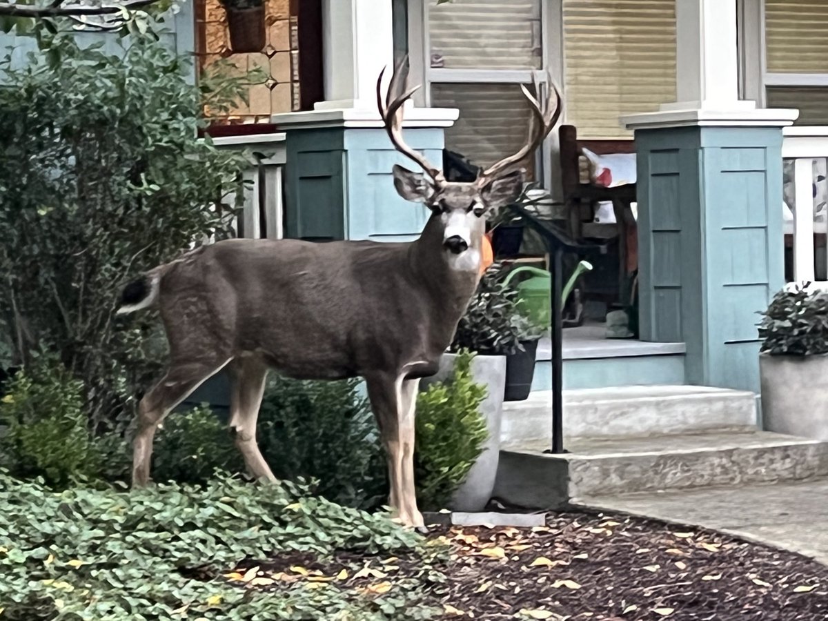 Jeff Golden tweet media