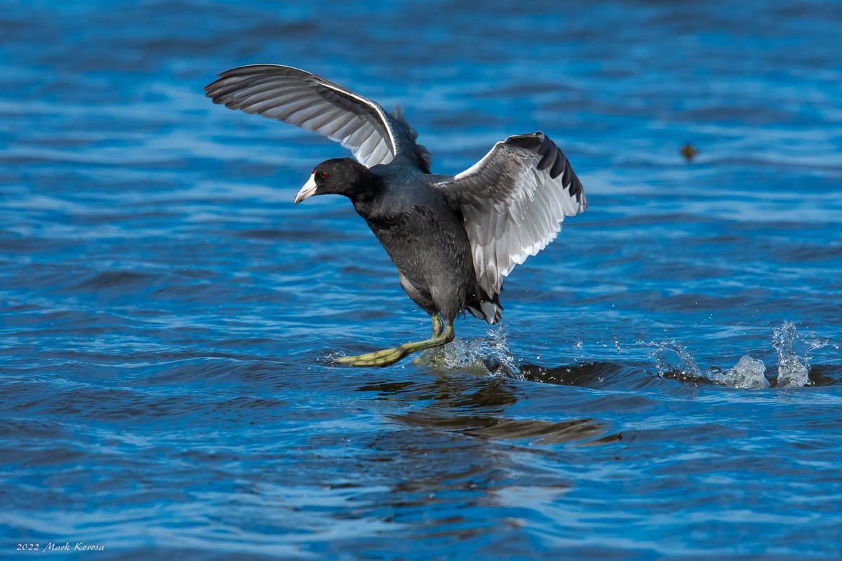 American Coot landing at McGinnis Slough this morning. Cook County Forest Preserve, IL.
#Birds