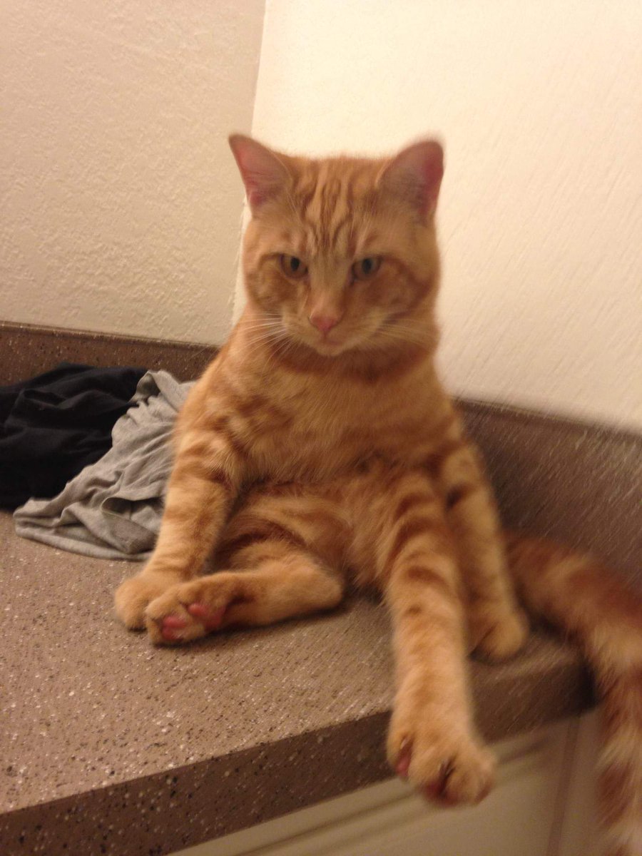 Flashback to when Runt aka "Bass" was a kitten. Even back then he really hammed it up for his fans (me). We are back this Thursday with another episode of "Dial M for Magic". Be sure to tune in to our adventure! #podcast #podcats #chungus #dnd #ttrpgfamily #ttrpg  #cutecat