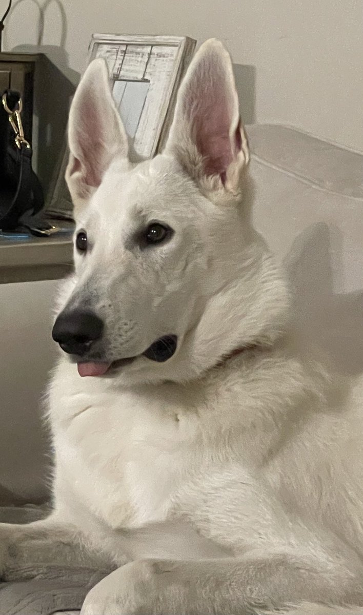 Onyx the White German Shepherd tweet media
