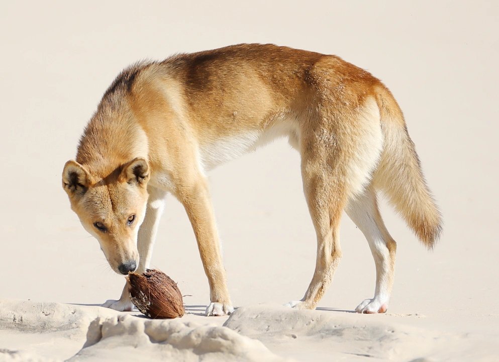 Cupitt's tweet photo. Wongari on K'gari
(Dingo on Fraser Island) https://t.co/Sz26ENffqE