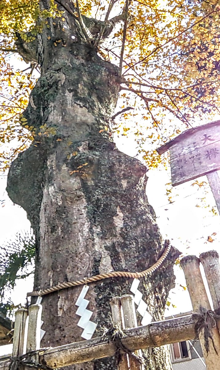 goshinbokupwr's tweet photo. 今日は、宮城県岩沼市の竹駒神社⛩️の御神木🌳で日本三大稲荷パワーで厄除開運を🦊御神木さんが横顔に見えちゃいますね😃どちら様でしょうか👑サービスショットもみてね✨　#御神木　#ご神木　#巨樹　#パワースポット　#神社　#神社巡り　#神社仏閣　＃宮城県 https://t.co/iEC8jvGF3a