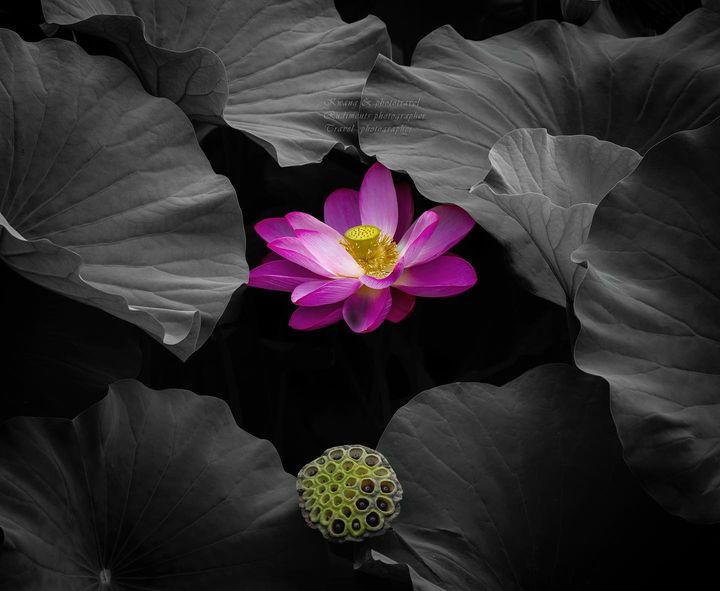#Photography #PhotographyIsArt #naturelovers #NatureBeauty #자연 #오늘 #oldlens  #사색의시간 #드러ᄂ