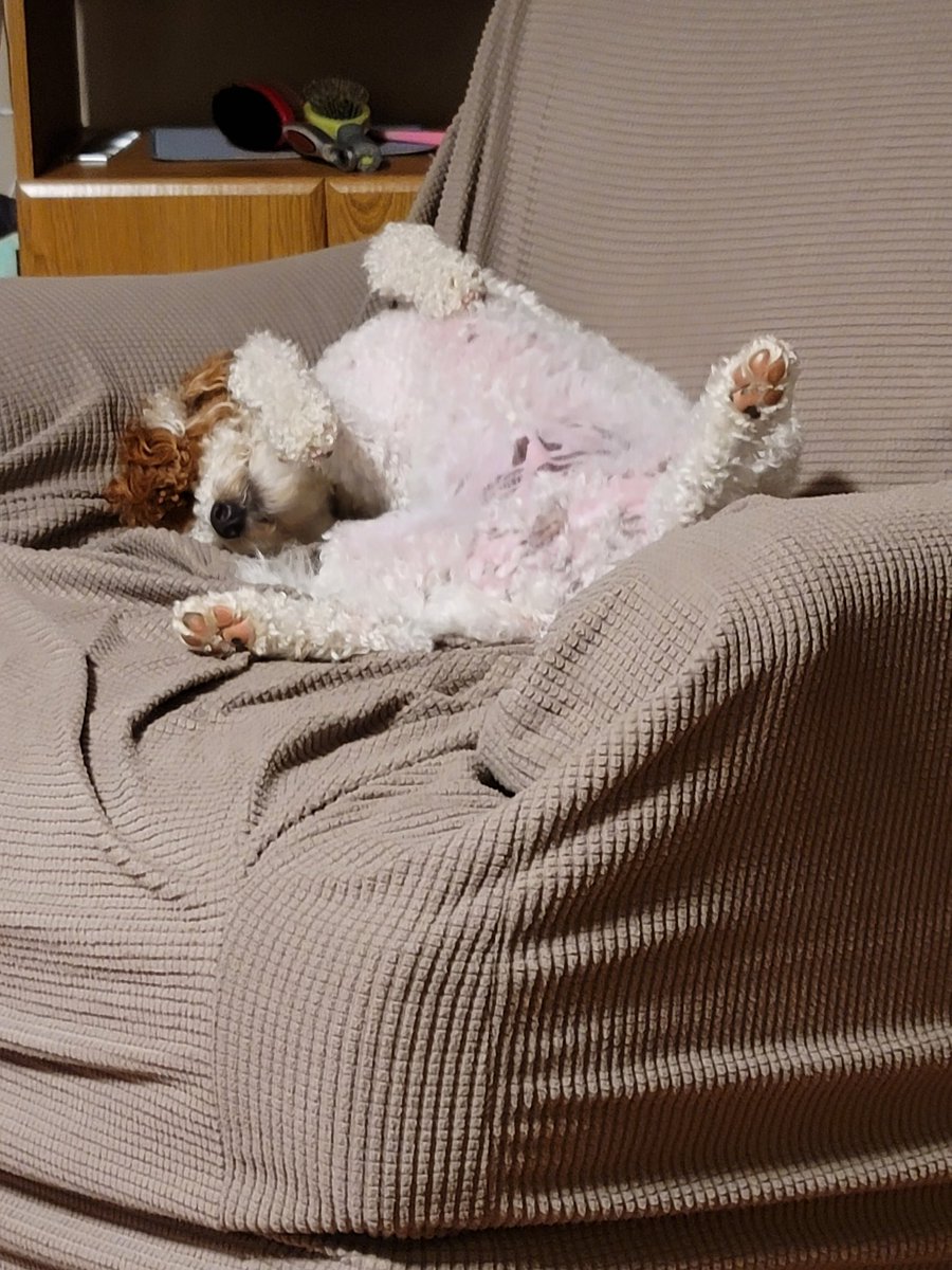 MurphyKamikawa's tweet photo. As you can see, I'm not interested in @FBICBS but my human daddy @coachk2345 thinks I'm funny right now. #MurphyTruth https://t.co/hOiWBqcVZi