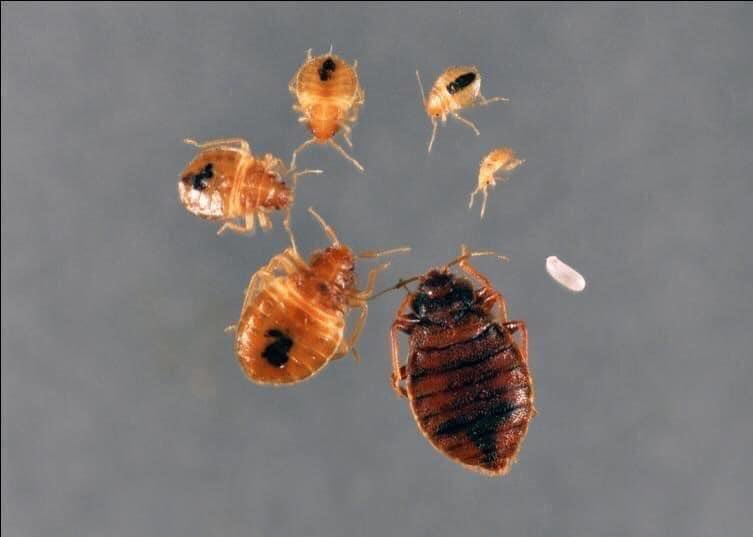 VersaTechPM's tweet photo. For professional, guaranteed pest solutions & extermination of #bedbugs call the local pest experts at Versa-Tech PM at (888) 429-1213. #bedbugexterminators #losangeles #pestcontrol #howtogetridofbedbugs #howtotreatbedbugs https://t.co/hFzwZYvpHn
