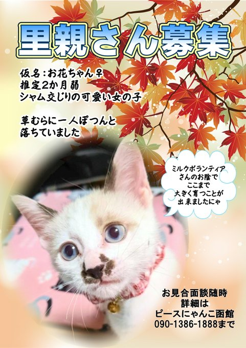 yuzu_bely0305's tweet photo. 昨日11月6日の譲渡会は無事に終了致しました🙇
参加頭数は成猫５匹を含め18匹。ずっとのお家が決まったのは仔猫６匹です🎉タイ君、アシメ君、お花ちゃん他白黒ニャンズ３匹です。めでたしめでたし😂💕
また、お返事待ちの方や、後日改めてご相談の方も・・・。まだまだ募集ニャンズもおりますよ～😆 https://t.co/Vv1v9Pdvuk