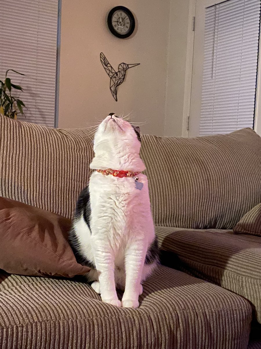 VetosTweetos's tweet photo. Yoshi seen Bug https://t.co/QLUKWKBAmP
