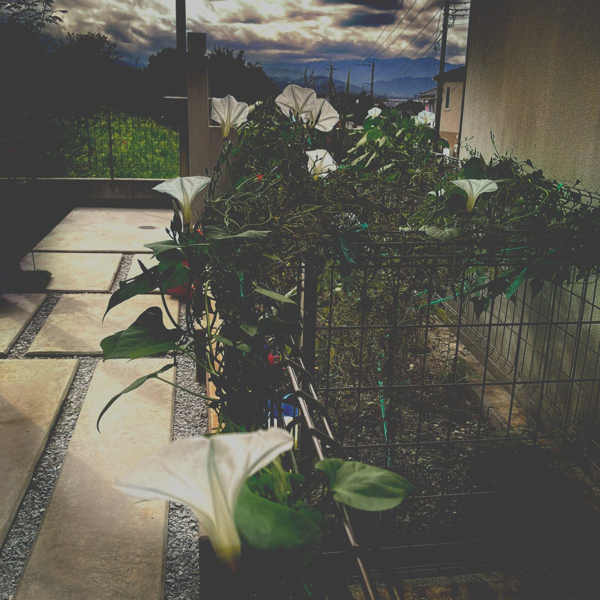 necobitter's tweet photo. ねこびっと村はいつまで夏なの。
朝顔がまだ蕾をつけるから、適度に間引いたりツルの絡みを整頓してやったらじゃんじゃん咲く😹 #Hipstamatic #Tachman #JollyRainbo2X #Runway https://t.co/PqBzx68vsE