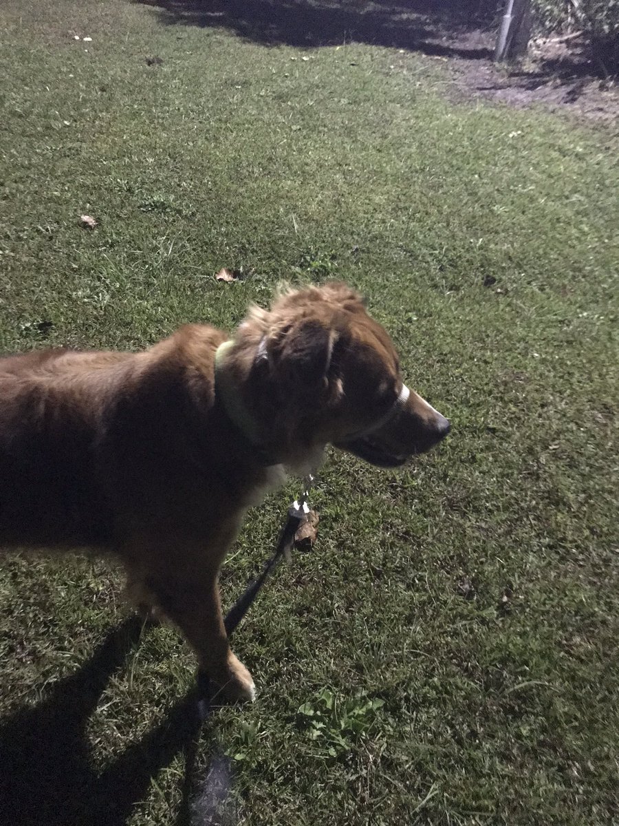 RisqueJack's tweet photo. Tonight’s walk. #DogsofTwittter https://t.co/QZeoLTrqqO